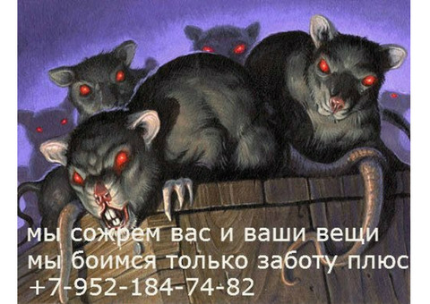 Крысы мыши уничтожение убить травить Бердск
