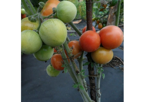 Семена томат - персиков
