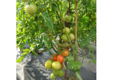 Семена скороспелых томатов, арбузов, огурцов, дынь для Сибири.