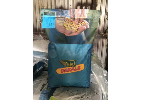 Семена кукурузы - гибрид ' Монсанто'