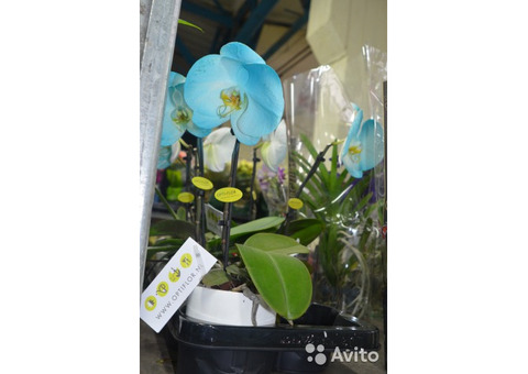 Орхидея голубая в чаше, в интернет-магазине