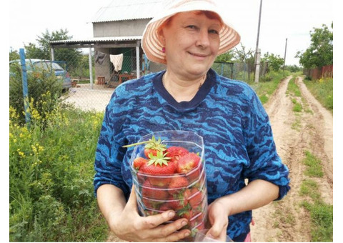 Продаю саженцы клубники, ежевики, малины, смородины, барбарис, крыжовник.