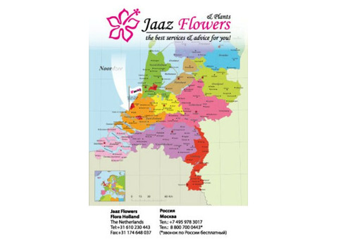 Голландская цветочная компания 'Jaaz Flowers'