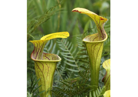 Семена Sarracenia oreophila (горолюбивая)