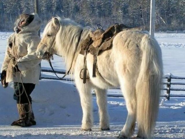 Порода лошадей якутская фото