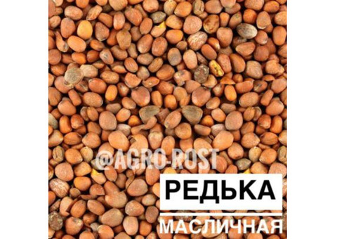 Редька масличная.Компания 'Агро-Рост ' предлагает на продажу