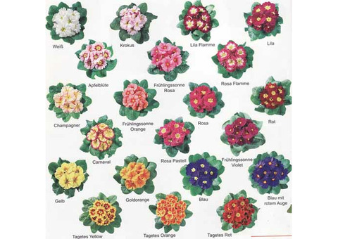 Комнатные цветы в горшках примула, крокусы, цинерария. Рассада к 8 марта оптом