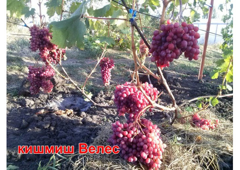 Саженцы винограда столовых и технических сортов