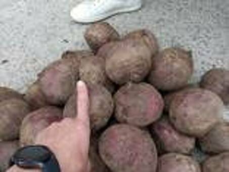 Продам картофель оптом Казахстан - Купить в Бухаресте, КазАгроТрейд, ТОО, KZ #. 1673773 , продам картофель оптом в казахстане .
