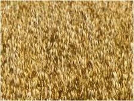 Продам пшеницу в мешках купить В Новосибирске цена объявления 450 рублей о продаже в категории Товары для животных , купить пшеницу в новосибирске в мешках .