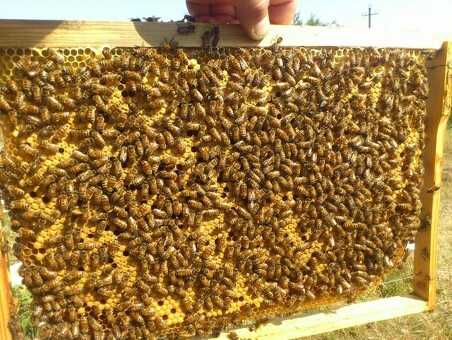 Продам пыльцу , пергу , продать пыльцу пчелиную оптом цена.