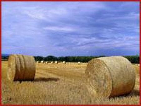 Продам сено, солому , Новосибирская область, предложения, продукция. переработки , купить сено в новосибирской области .