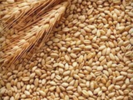 Пшеница купить В Кемерово | Все цены поставщиков , кому продать зерно оптом в кем обл.