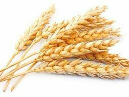 Пшеница оптом — Сравнить цены и купить В Казахстане, цены пшеницы в казахстане сегодня .
