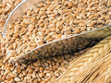 Пшеница оптом купить в Екатеринбурге по выгодной цене - выбирайте из 3 предложения на Пульс цен, пшеница купить в екатеринбурге .