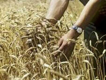 Пшеница отборная В Красноярске 5кг:. 110-товаров : бесплатная доставка , скидка-60% перейти , купить пшеницу в красноярском крае .