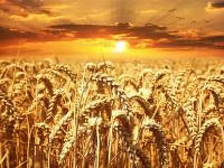 Пшеница продовольственная в Казани: 143-товара : бесплатная доставка перейти , купить пшеницу в казани цена.