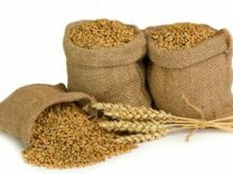 Пшеница продовольственная в Твери: 106-товаров : бесплатная доставка перейти , пшеница купить в твери оптом .