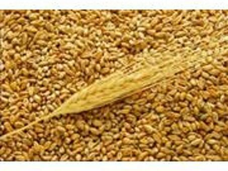 Пшеница фуражная Симферополь - цены, фото, отзывы , купить пшеницу фуражную оптом или в розницу в Симферополе, купить пшеницу фуражную цена в крыму.