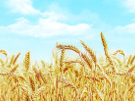 Пшеница фуражная в Томске: 87-товаров : бесплатная доставка , скидка-49% перейти , пшеница в томске купить .
