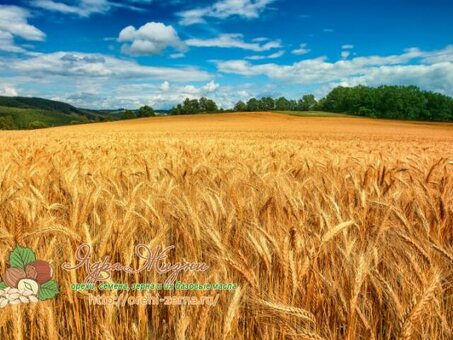Пшеница — это кустарник или трава , характеристики зерна, все о пшенице , химический состав и калорийность , как она выглядит , где растет и как опыляется , тип пшеницы .