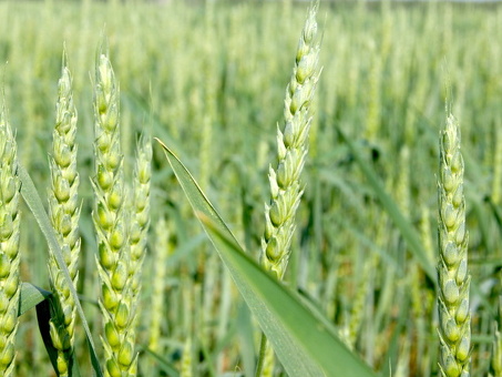 Пшеница яровая мягкая сорт Омская 36, купить семена пшеницы в омской области .