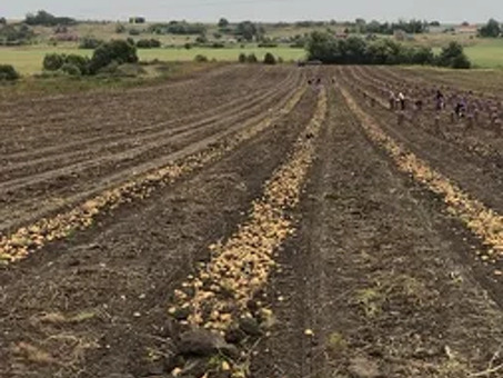 Рабочие органы плугов ПБС, прицепной плуг 11 корпусов .