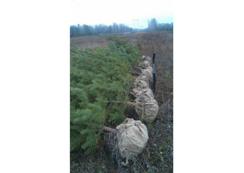 Продажа аженцов сосны обыкновенной.