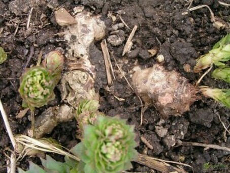 Родиола розовая , или золотой корень (Rhodiola rosea ), родиола семена купить .