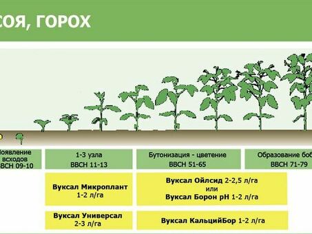 СОКО - СК Алекса, сорт сои аляска описание .