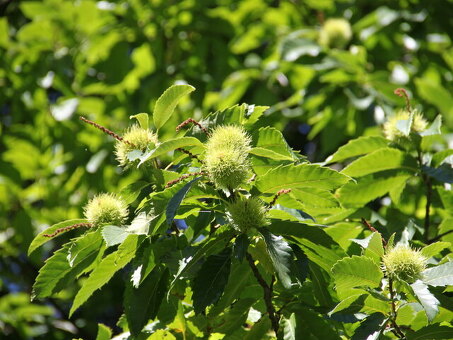 Саженцы каштан зубчатый (США) Castanea. dentata , каштан американский саженцы купить .