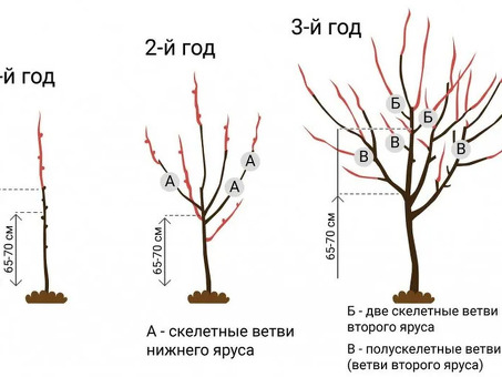 Саженцы яблони Чемпион купить Москва и Московская область недорого из питомника , яблоки чемпион цена.