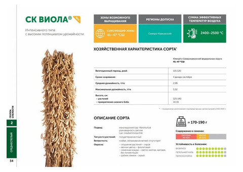 Сорт СК Виола Компании 'СОКО' обеспечивает высокий урожай!