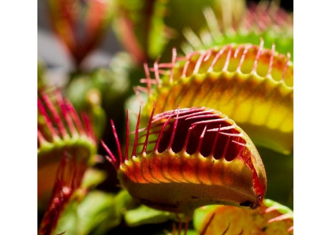 Семена Dionaea muscipula (венерина мухоловка)