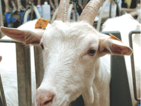 Фермерский импорт / Сельскохозяйственная продукция - Козы / Овцы мобильный , доильный зал для коз цена.