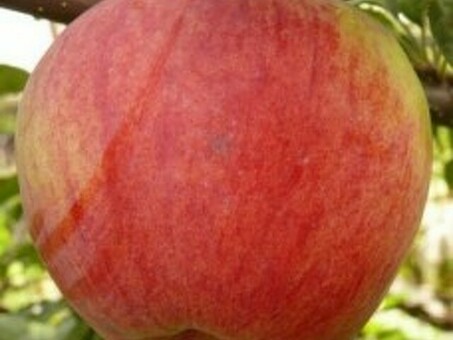 Яблоки купить - Белоярский, Кооперативное хозяйство - Ваша продукция, алакаевка яблоки купить .