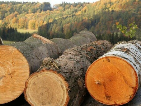 Покупка лесных угодий: Лучшие советы и стратегии