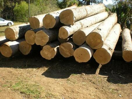 Покупка и продажа древесины: Советы и стратегии для успешной торговли древесиной