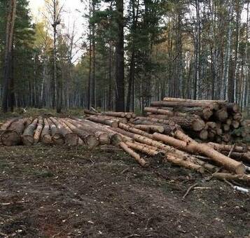 Цена соснового леса: сколько стоит сосновый лес?