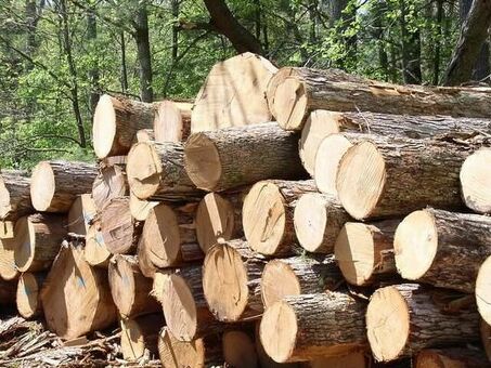Цены на круглый лес за кубический метр: Получите лучшую сделку на лесную продукцию