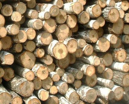 Купить лесные материалы: Советы, цены и сделки - ваше руководство!