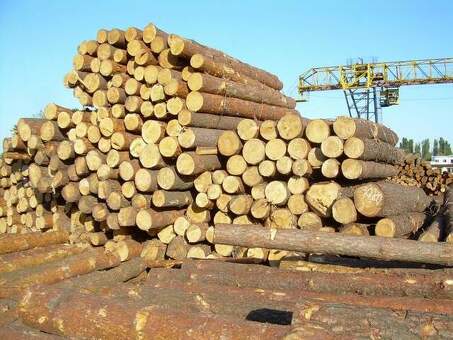 Купить сосновый пиловочник - Получить высококачественную древесину сосны