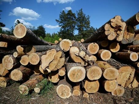 Цены на древесные материалы в лесу