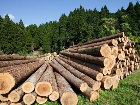 Стоимость древесины: Факторы, влияющие на цену, и способы экономии