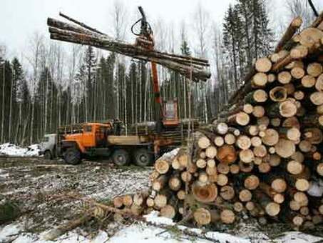 Стоимость куба деловой древесины: Факторы, влияющие на ценообразование