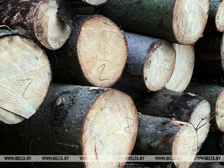 Цена древесины на корню: Факторы, влияющие на рыночные цены