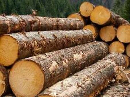 Цена кубов деловой древесины: Факторы и тенденции, которые следует учитывать
