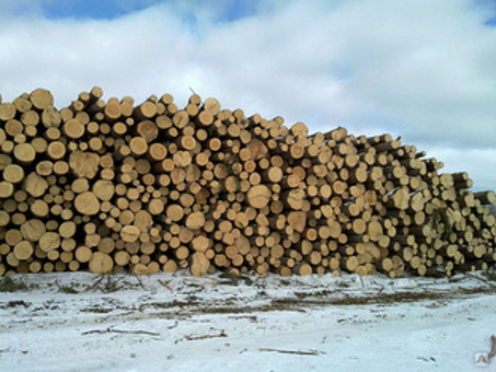 Цены на деловую древесину: Последняя информация и тенденции