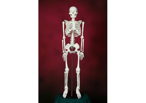 Модель скелета человека 85 см - Новая