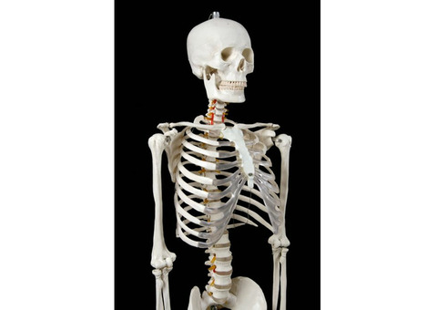 Скелет человека на роликовой подставке (170 см)